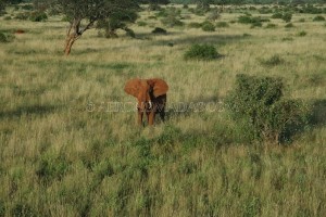 elefante tsavo