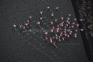 flamingos in bogoria lake